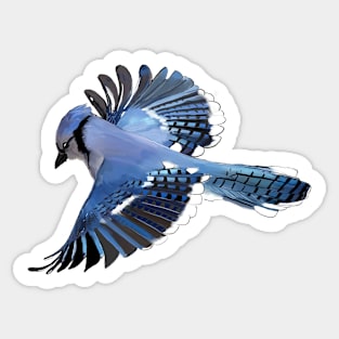 Blue Jay in Flight Sticker